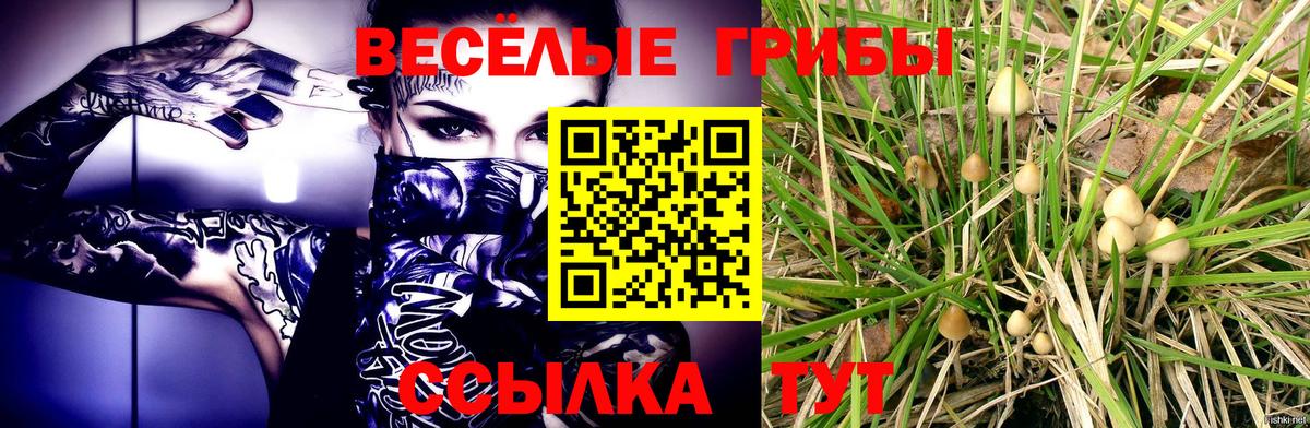 магазин продажи   Вход с VPN  Новоалександровск  Псилоцибиновые грибы MAGIC MUSHROOMS 